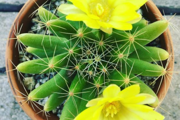 5 Cactus species, make a beautiful home